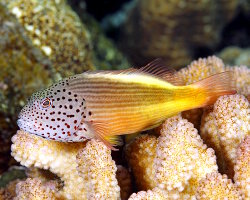 Poisson épervier à tête ponctuée (Paracirrhites forsteri)