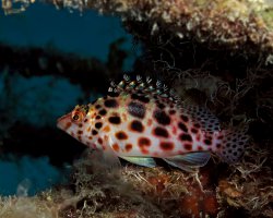 Poisson épervier lutin (Cirrhitichthys oxycephalus)