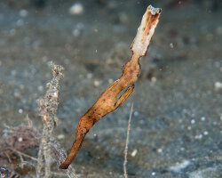 Poisson fantôme délicat (Solenostomus leptosoma)