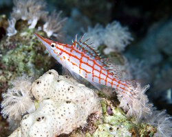 Poisson faucon à long nez (Oxycirrhites typus)