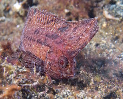 Poisson feuille épineux (Ablabys macracanthus) Poisson feuille épineux (Ablabys macracanthus)