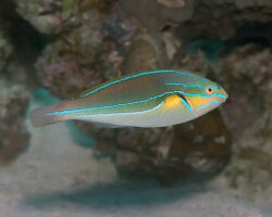 Girelle à lignes bleues (Stethojulis albovittata) Girelle à lignes bleues (Stethojulis albovittata)