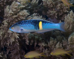 Philippines wrasse (Pseudocoris bleekeri)