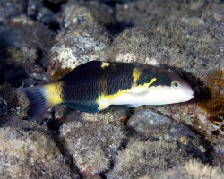 Girelle guêpe (Thalassoma jansenii)