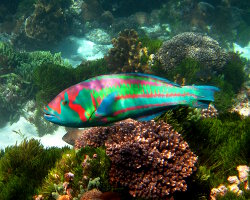 Girelle hublot (Thalassoma purpureum) Girelle hublot (Thalassoma purpureum)