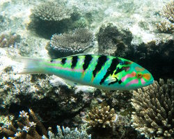 Girelle paon à taches d'encre (Thalassoma hardwicke) Girelle paon à taches d'encre (Thalassoma hardwicke)