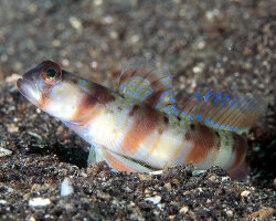 Arcfin shrimpgoby (Amblyeleotris arcupinna) Arcfin shrimpgoby (Amblyeleotris arcupinna)