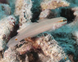 Gobie à bandes oranges (Amblygobius decussatus) Gobie à bandes oranges (Amblygobius decussatus)