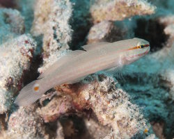 Gobie à bandes oranges (Amblygobius decussatus)