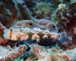 Gobie à deux ocelles (Signigobius biocellatus)