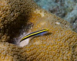 Gobie à ligne jaune (Elacatinus horsti) Gobie à ligne jaune (Elacatinus horsti)