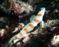 Gobie à liseré rouge (Amblyeleotris rubrimarginata) Gobie à liseré rouge (Amblyeleotris rubrimarginata)