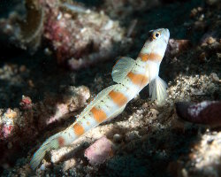 Gobie à liseré rouge (Amblyeleotris rubrimarginata)