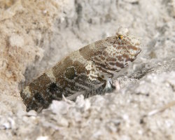 Gobie cible (Cryptocentrus strigilliceps) Gobie cible (Cryptocentrus strigilliceps)