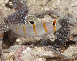 Gobie de Randall (Amblyeleotris randalli) Gobie de Randall (Amblyeleotris randalli)