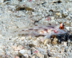 Gobie de sable à jolis points (Fusigobius signipinnis) Gobie de sable à jolis points (Fusigobius signipinnis)