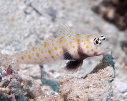 Gobie grimé (Amblyeleotris guttata) Gobie grimé (Amblyeleotris guttata)