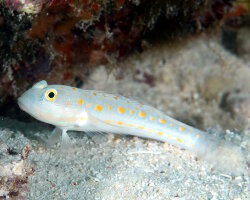 Gobie moucheté d'orange (Valenciennea puellaris)