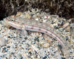 Gobie mural (Valenciennea muralis)