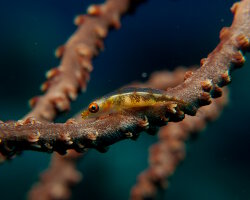 Gorgonian goby (Bryaninops amplus) Gorgonian goby (Bryaninops amplus)
