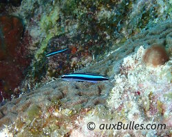 Gobie néon (Elacatinus oceanops)