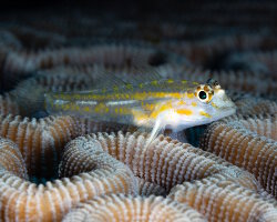 Gobie pâle (Coryphopterus eidolon) Gobie pâle (Coryphopterus eidolon)