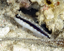 Gobie rayé à points bleus (Asterropteryx striata)