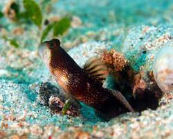 Gobie sellé (Cryptocentrus fasciatus) Gobie sellé (Cryptocentrus fasciatus)