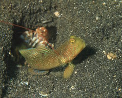 Gobie soufre (Cryptocentrus cinctus) Gobie soufre (Cryptocentrus cinctus)
