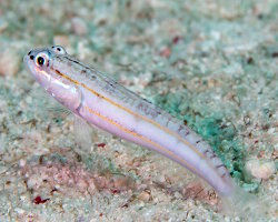 Gobie strié d'orange (Valenciennea parva) Gobie strié d'orange (Valenciennea parva)