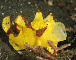 Poisson grenouille clown (Antennarius maculatus) Poisson grenouille clown (Antennarius maculatus)