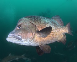 Poisson grogneur à longs barbillons (Hapalogenys sennin)