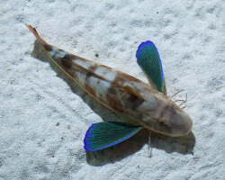 Grondin perlon (Chelidonichthys lucerna) Grondin perlon (Chelidonichthys lucerna)