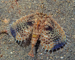 Grondin volant (Dactylopterus volitans) Grondin volant (Dactylopterus volitans)