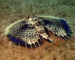 Grondin volant oriental (Dactyloptena orientalis) Grondin volant oriental (Dactyloptena orientalis)