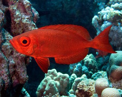 Gros-yeux commun (Priacanthus hamrur)