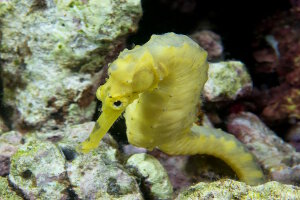 Hippocampe doré (Hippocampus kuda) Hippocampe doré (Hippocampus kuda)