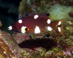 Labre à tache pectorale (Bodianus axillaris)