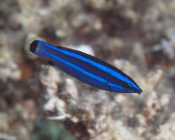 Labre barbier de la Mer Rouge (Larabicus quadrilineatus)