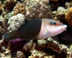 Labre bicolore (Hemigymnus melapterus) Labre bicolore (Hemigymnus melapterus)