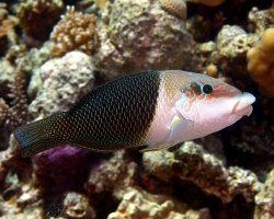 Labre bicolore (Hemigymnus melapterus)