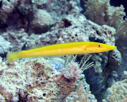 Labre cigare (Cheilio inermis)