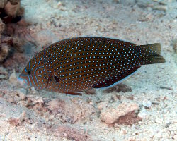 Bluespotted wrasse (Anampses caeruleopunctatus) Bluespotted wrasse (Anampses caeruleopunctatus)