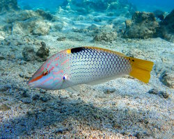 Checkerboard wrasse (Halichoeres hortulanus) Checkerboard wrasse (Halichoeres hortulanus)