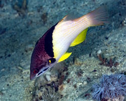 Labre éclipse (Bodianus mesothorax)