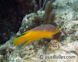 Labre espagnol (Bodianus rufus)