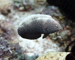 Labre léopard noir (Macropharyngodon negrosensis)