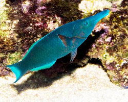 Bird mouth wrasse (Gomphosus varius) Bird mouth wrasse (Gomphosus varius)
