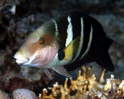 Labre ou tamarin à bandes noires de mer Rouge (Hemigymnus sexfasciatus) Labre ou tamarin à bandes noires de mer Rouge (Hemigymnus sexfasciatus)