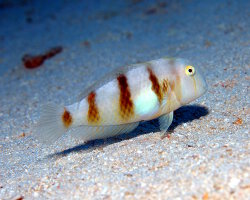 Yellowblotch razorfish (Iniistius aneitensis) Yellowblotch razorfish (Iniistius aneitensis)